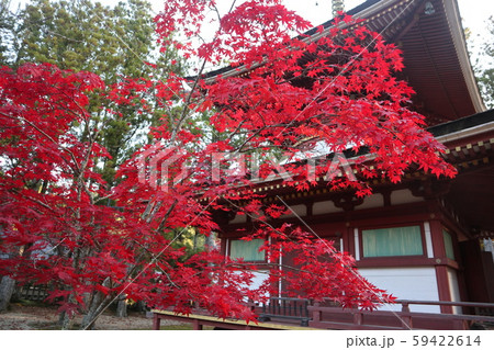 高野山の紅葉 高野山の紅葉 59422614