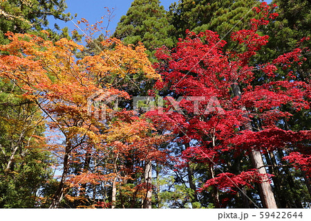 高野山の紅葉 59422644