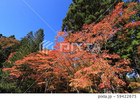 高野山の紅葉 59422675