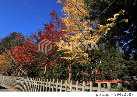 高野山の紅葉 高野山の紅葉 59422687