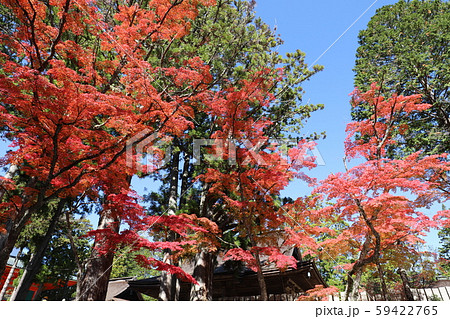 高野山の紅葉 高野山の紅葉 59422765