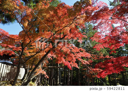 高野山の紅葉 59422811