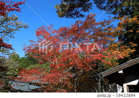 高野山の紅葉 高野山の紅葉 59422894