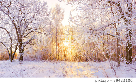 snowy winter landscape panorama 59423106