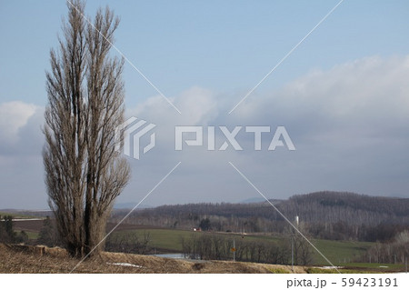 ポプラの風景_北海道 59423191