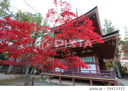 高野山の紅葉 高野山の紅葉 59423333