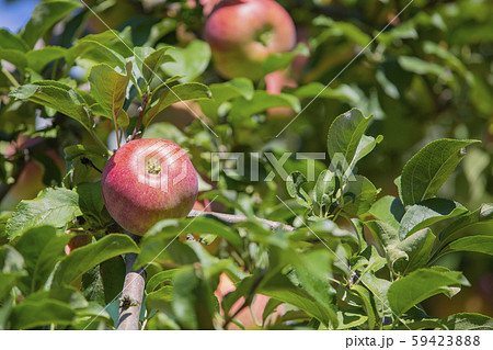 長野県飯田市　りんご並木の風景 59423888