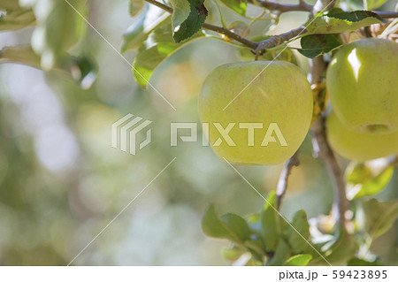 長野県飯田市　りんご並木の風景 59423895