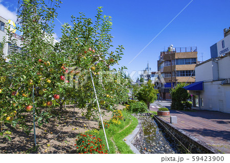 長野県飯田市 りんご並木の風景 長野県飯田市 りんご並木の風景 59423900