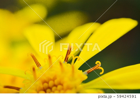 秋の花ツワブキ 秋の花ツワブキ 59424591