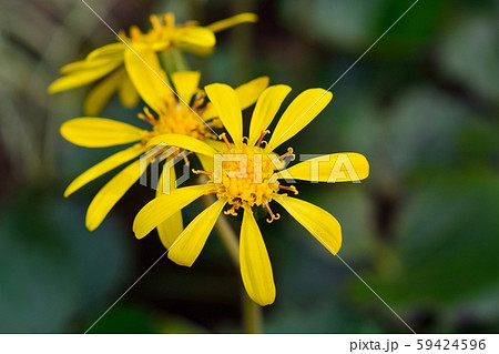 秋の花ツワブキ 59424596