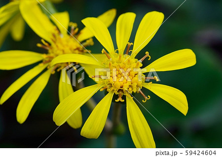 秋の花ツワブキ 59424604