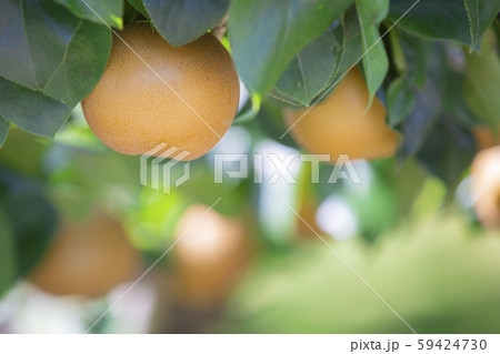 果樹園の梨　南水 59424730