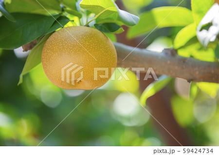 果樹園の梨　南水 59424734
