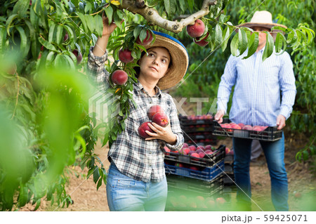 Woman gardener picking peaches from tree in garden, man on background Woman gardener picking peaches from tree in garden, man on background 59425071