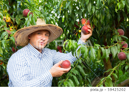 Man farmer in hat picking peaches from tree in garden Man farmer in hat picking peaches from tree in garden 59425202