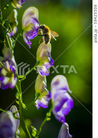 Flowers of an Akonite (Aconitum variegatum) Flowers of an Akonite (Aconitum variegatum) 59425509