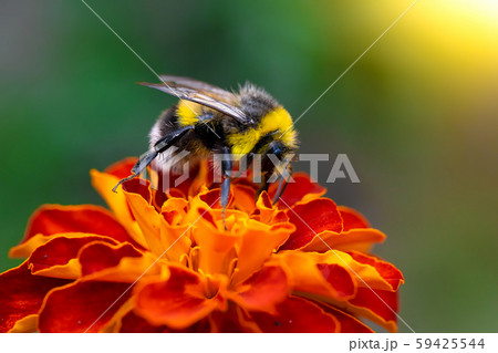 Bee collects flower nectar of marigold 59425544