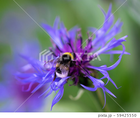 Bee collects flower nectar of cornflower 59425550