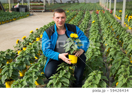 Florist cultivating ornamental Helianthus Florist cultivating ornamental Helianthus 59426434
