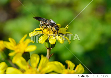 秋の花ツワブキとヒメハラナガツチバチ 秋の花ツワブキとヒメハラナガツチバチ 59426459