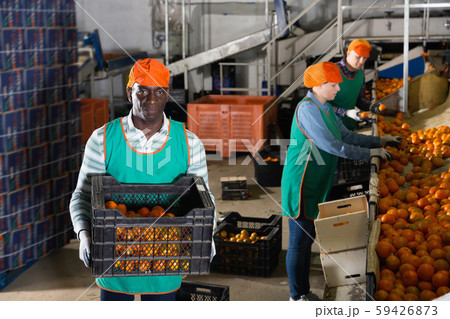 Male employee in colored uniform carrying plastic box with fresh ripe mandarins selected on sorting line Male employee in colored uniform carrying plastic box with fresh ripe mandarins selected on sorting line 59426873
