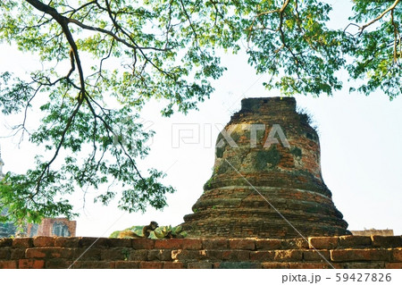 Nature, Green, Squirrel and Banana in Thailand 59427826