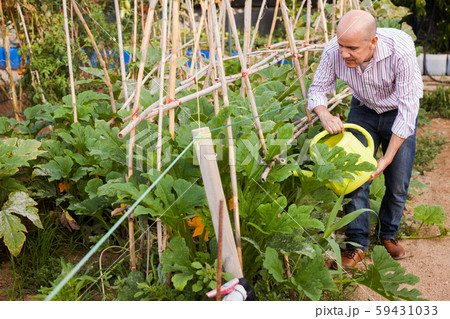 Man watering plants in greenhouse Man watering plants in greenhouse 59431033