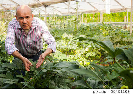 Gardener checking okra plants Gardener checking okra plants 59431103