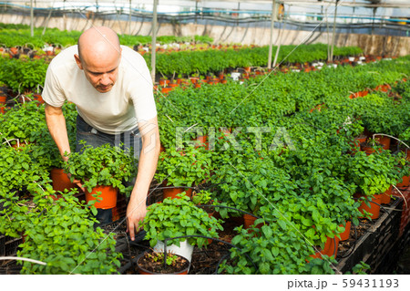Gardener working with mint plants 59431193