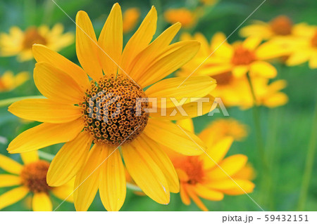 キクイモモドキ キクイモモドキ 59432151