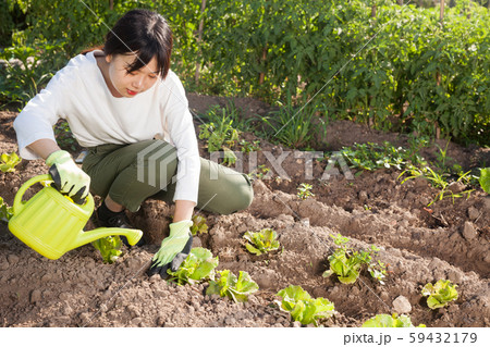 Woman watering plants of lettuce Woman watering plants of lettuce 59432179