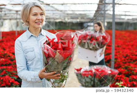 Smiling woman with flowering Poinsettias Smiling woman with flowering Poinsettias 59432340