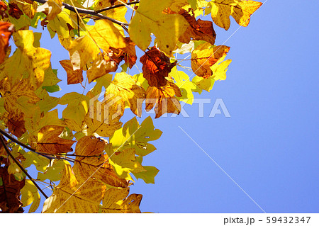 快晴の空に紅葉のフウー2 快晴の空に紅葉のフウー2 59432347