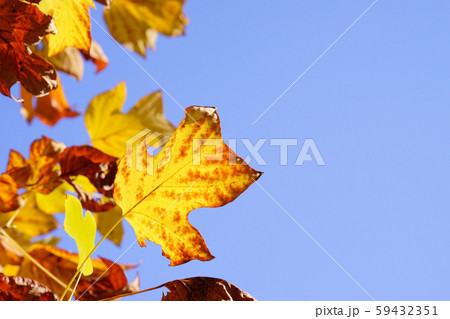 快晴の空に紅葉のフウー4 快晴の空に紅葉のフウー4 59432351