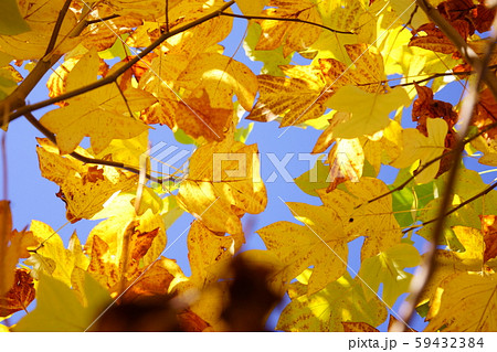 造形美・フウの黄葉２０ 59432384