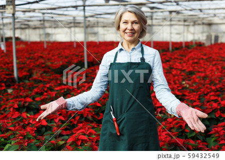 Joyful female florist on plantation of poinsettia Joyful female florist on plantation of poinsettia 59432549