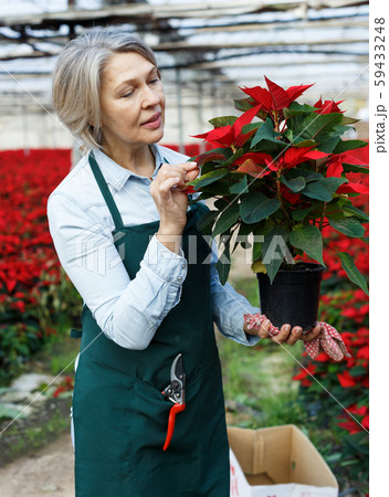 Woman florist checking Poinsettia in greenhouse 59433248