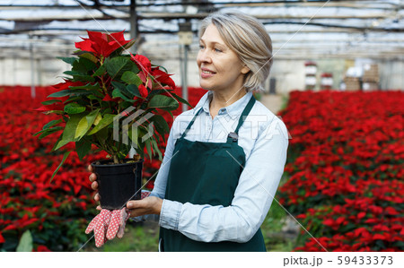 Woman florist checking Poinsettia in greenhouse 59433373