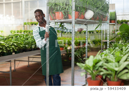 Floris placing potted plants on metal rack trolley Floris placing potted plants on metal rack trolley 59433409