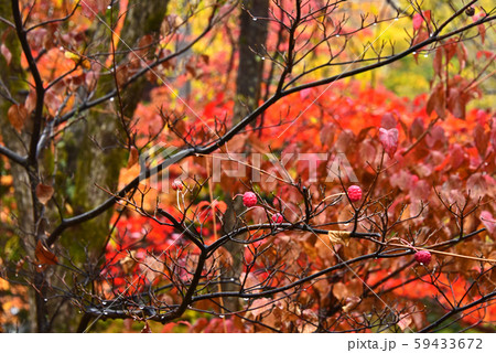 秋の信州　雨の乗鞍高原紅葉 59433672