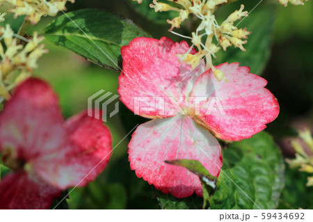 エゾアジサイのイメージ エゾアジサイのイメージ 59434692