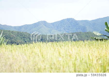 rice feild on the hill  59435026