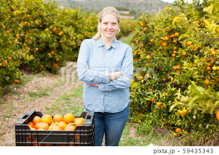 Portrait of smiling woman harvesting tangerines 59435343