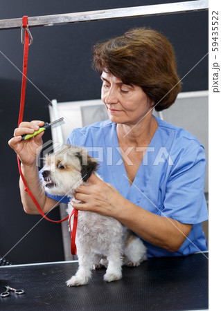 Female groomer performing haircut of puppy Female groomer performing haircut of puppy 59435522