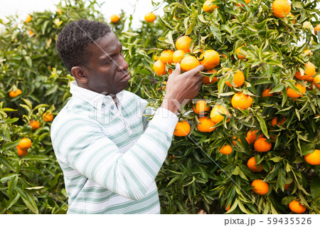 Portrait of African man on mandarins plantation 59435526