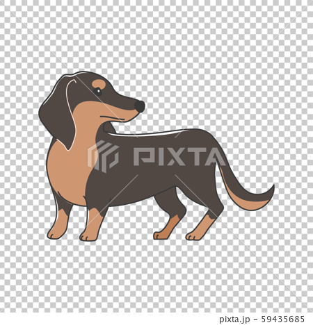 犬 ポーズ 表情 １匹 ミニチュアダックスフンド 振り向くのイラスト素材 59435685 Pixta