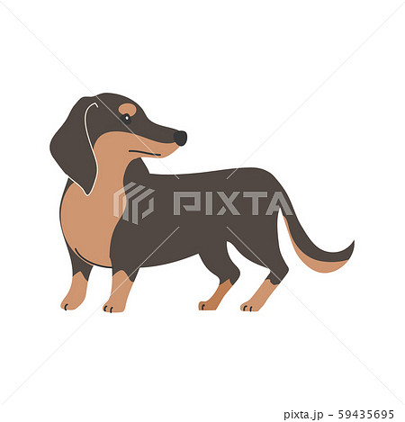 犬 ポーズ 表情 １匹 ミニチュアダックスフンド 振り向くのイラスト素材