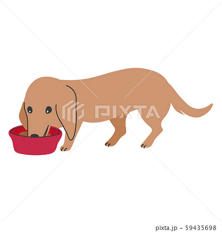 犬 ポーズ 表情 1匹 ミニチュアダックスフンド 食べる 犬 ポーズ 表情 1匹 ミニチュアダックスフンド 食べる 59435698