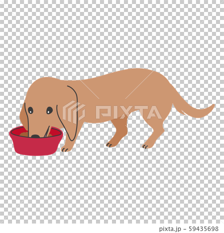 Dog pose facial expression 1 miniature dachshund eat Dog pose facial expression 1 miniature dachshund eat 59435698